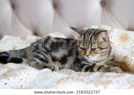tabby kitten lies on the bed