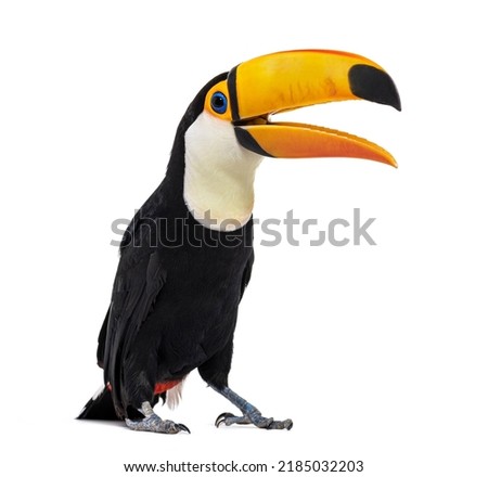 Toucan toco beak open, Ramphastos toco, isolated on white Royalty-Free Stock Photo #2185032203