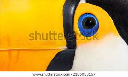 Close-up on a Toucan toco head,Macro on beak end eye, Ramphastos toco, isolated on white