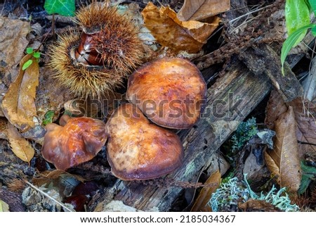Typical autumn image with mushrooms, dry leaves, chestnut hedgehog and diversity of colors. Horizontal photo and selective focus