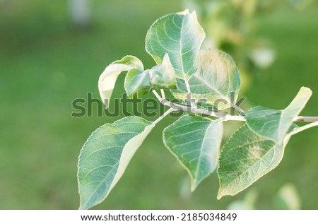a branch of an ornamental plant on a blurred green background