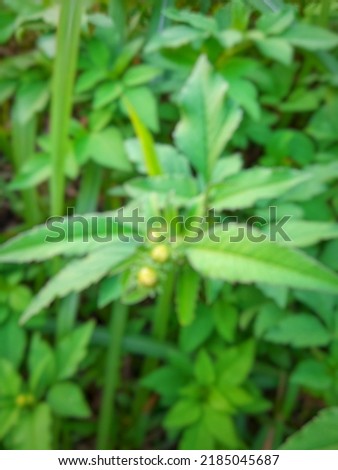 Blurred background green leafy plant