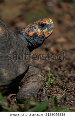 Tortoise head close-up. Reptile, chelonian up close.