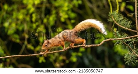 Red squirrel active in the woods