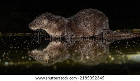 Sea Otter finding foot at night