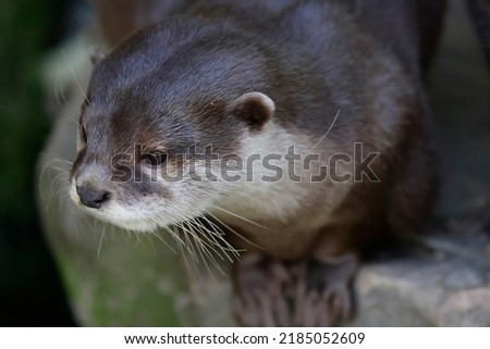 portrait of Asian small-clawed otter, Aonyx cinereus Royalty-Free Stock Photo #2185052609