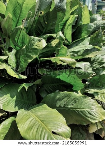 Leaf background with beautiful green color