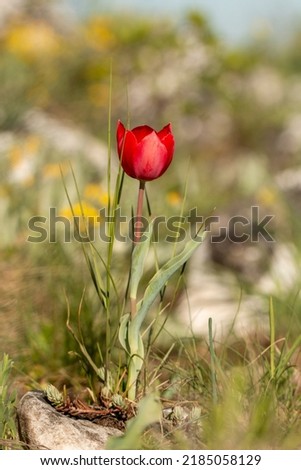Rhodopean Tulip (Tulipa rhodopea), a rare wild species from Bulgaria