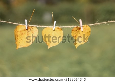 Yellow leaves are hung on a rope. Autumn leaves on autumn background. The leaves were hung with a latch on a rope. Background with copy space
