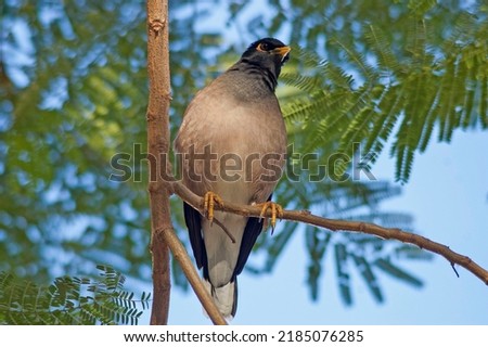 The common myna or Indian myna , Acridotheres tristis, sometimes spelled mynah, stands on a branch of a tree with green leaves in an backyard in Dubai.