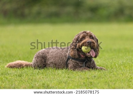 Brown cockapoo with tennis ball in mouth and tongue sticking looking at camera while lying down on the grass. Funny dog face and expression Royalty-Free Stock Photo #2185078175