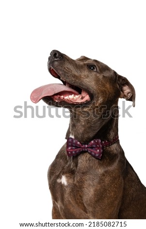 Studio shot of beautiful, purebred dog, american pit bull terrier, calmly sitting, posing isolated on white background. Concept of movement, pets love, animal life, beauty, dogshow. Copy space for ad Royalty-Free Stock Photo #2185082715