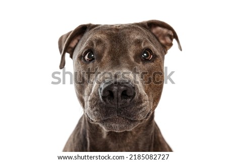 Studio shot of beautiful, purebred dog, american pit bull terrier, posing isolated over white background. Curious look. Concept of movement, pets love, animal life, beauty, dogshow. Copy space for ad Royalty-Free Stock Photo #2185082727