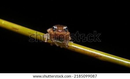 Micrixalus adonis, dancing frog Critically Endangered frog. Munnar, Kerala, Western Ghats.
