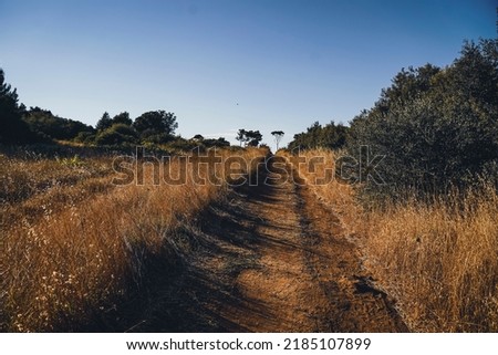 A hiking trail through an arid savannah or steppe plain with pine and pine trees on the horizon.