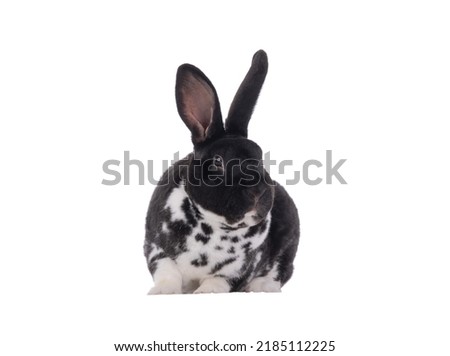 black and white Rabbit isolated on white background