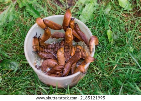 Close-up of the Spanish slug Arion lusitanicus in a bucket. Big slimy brown snails crawling around the garden. The invasion damages the leaves and crops. Collection of invasive species. Royalty-Free Stock Photo #2185121995