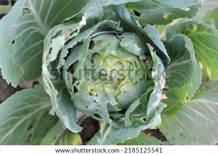 A head of cabbage gnawed by Spanish red slugs