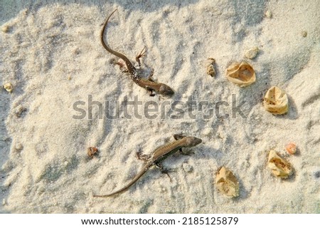 Small lizards hatched from eggs.