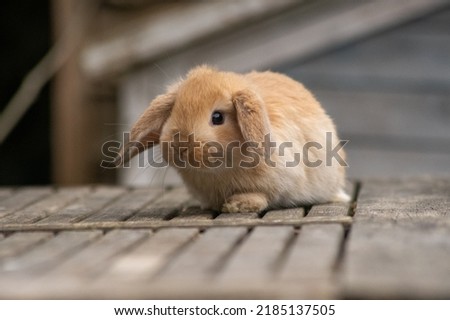 Cute Fawn Mini Lop Baby Royalty-Free Stock Photo #2185137505