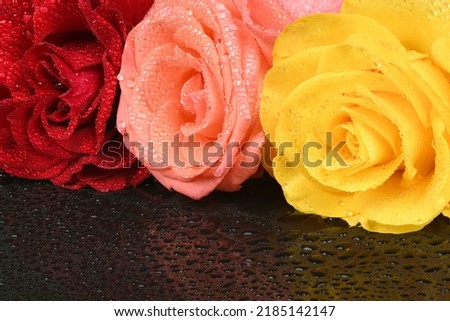 The studio photo of a red, pink and yellow rose on a black background. Valentine's Day. High resolution photo. Full depth of field.
