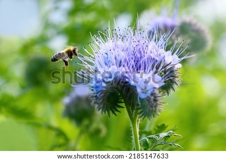 Bee and flower phacelia. Flying bee collects pollen from phacelia against the backdrop of greenery. Phacelia tanacetifolia (lacy). Summer and spring backgrounds Royalty-Free Stock Photo #2185147633