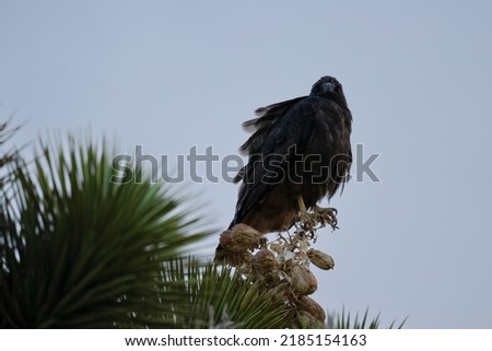 A red-tailed hawk (dark morph) perched on a joshua tree in Joshua Tree National Park. 