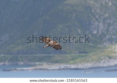 White tailed eagle ( Haliaeetus albicilla ) flying over the bay