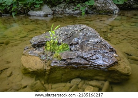 Fragile plant on a stone in a mountain river