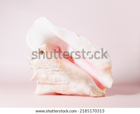 big sea pink shell on a pink background, front view