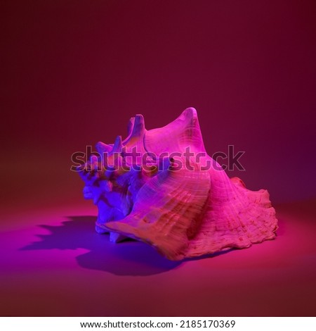 sea shell pink in neon light