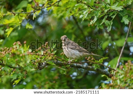 Female House finch resting on branch. That’s partly due to the cheerful red head and breast of males, and to the bird’s long, twittering song. Royalty-Free Stock Photo #2185171111