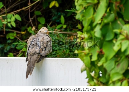 Mourning Dove sitting on a white fence