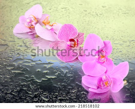Yellow tropical orchid flowers isolated on white