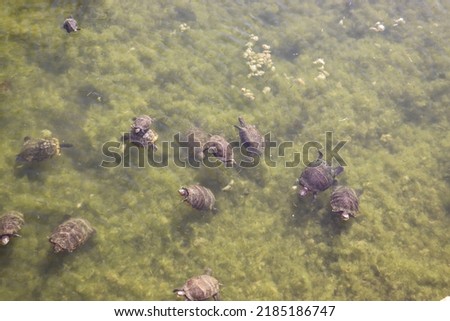 Turtles in a natural pond