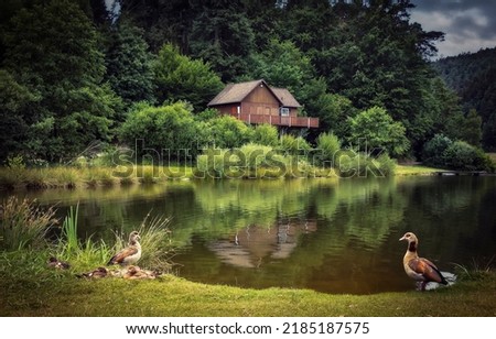 Duck family at summer forest pond. Duck at pond water Royalty-Free Stock Photo #2185187575
