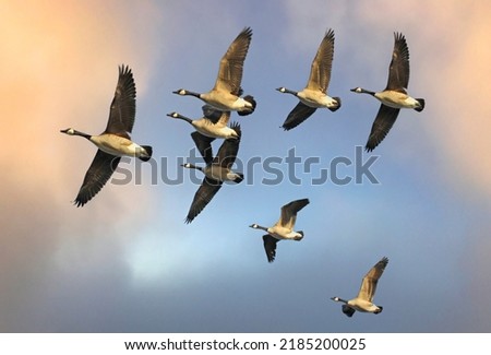 Flock of Canada Geese Flying in V Formation Royalty-Free Stock Photo #2185200025