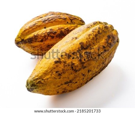 two ripe cacao beans on white background