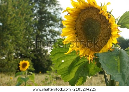 Big sunflower flower. The yellow petals of the flower and the green leaves are brightly lit by the sun.