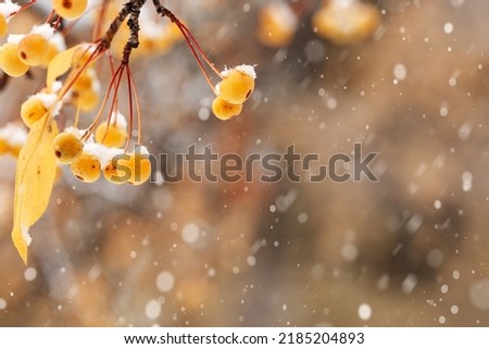 Small yellow apples on branches tree with snow. Winter or late autumn scene, beautiful nature with wild frozen berries on blurred dark background. Winer season apple trees close up and snowing Royalty-Free Stock Photo #2185204893