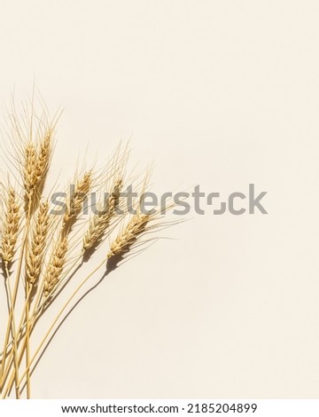 Close up ripe yellow ears of wheat with awns on beige background. Top view ears of cereal crops, natural organic wheat grain crop, harvest concept, minimal design, cereals plant at sunlight, vertical