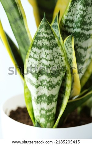 Young offspring Sansevieria trifasciata Laurentii, Snake Plant in white plastic pot close up. Succulent, house plant. Vertical. Selective Focus