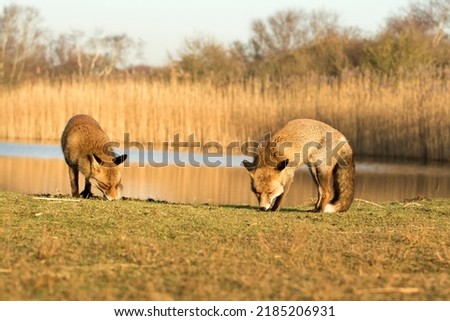 Two  Red Foxes on the Grass Together by the Water in A National Park