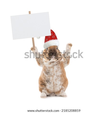 Cute bunny holding a blank white banner.