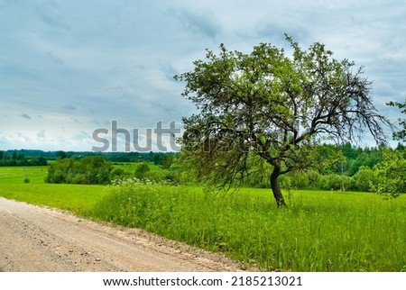 rural landscape, pictured field, gray sky and forest.
