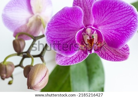 Pink orchids flowers on white background, close up. A bloom phalaenopsis orchid for publication, poster, calendar, screensaver, wallpaper, postcard, card, banner, cover, website. High quality photo