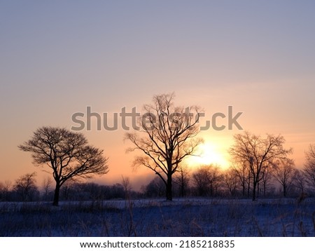 sunrise and tree in winter hokkaido