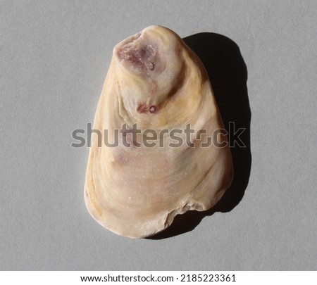 Seashell with grey background high quality picture