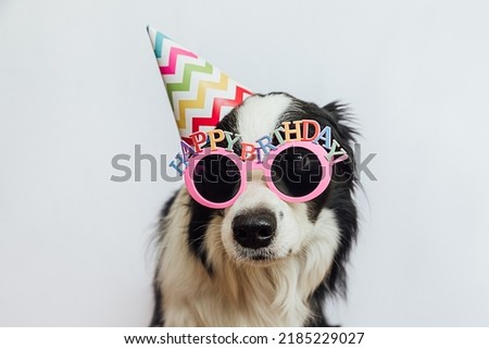 Happy Birthday party concept. Funny cute puppy dog border collie wearing birthday silly hat and eyeglasses isolated on white background. Pet dog on Birthday day