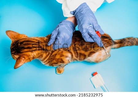 A female veterinarian analysis the skin of a Bengal cat. An animal with alopecia and baldness in a vet clinic. The concept of veterinary examination of a pet.